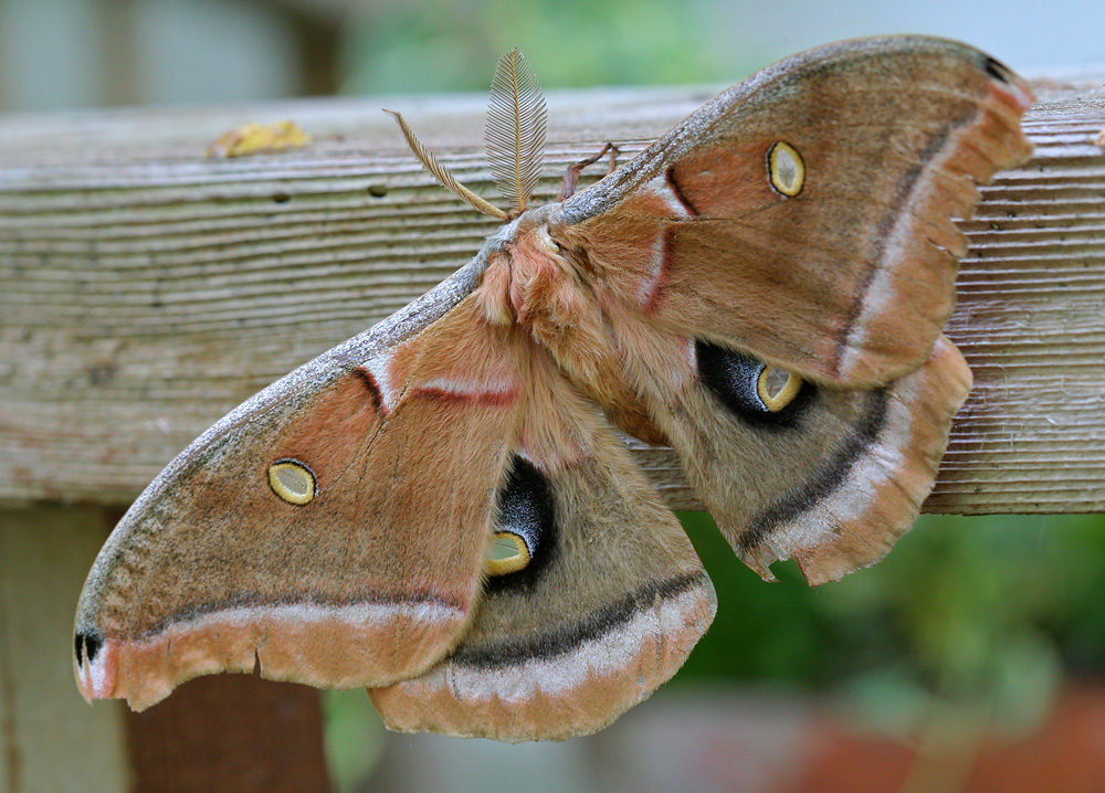 Polyphemus