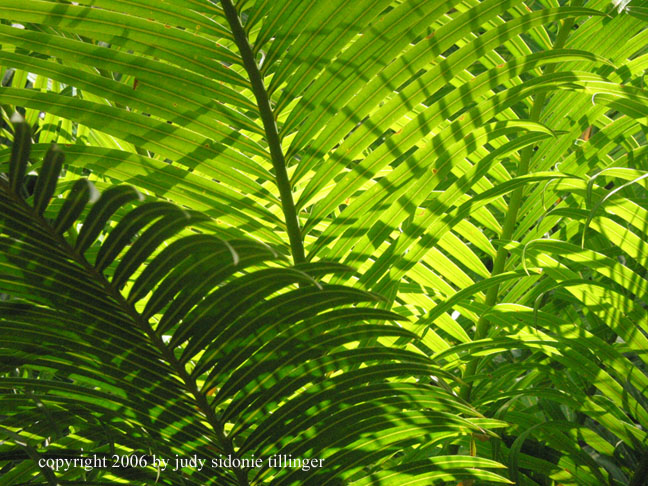 greenery in the red city: jardin majorelle