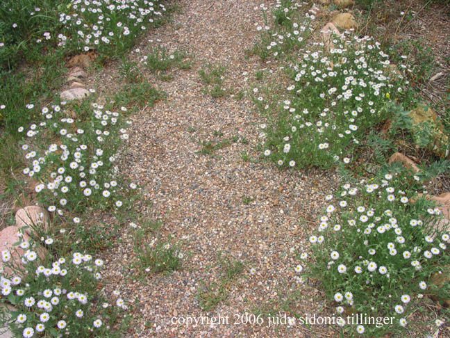 flowered path