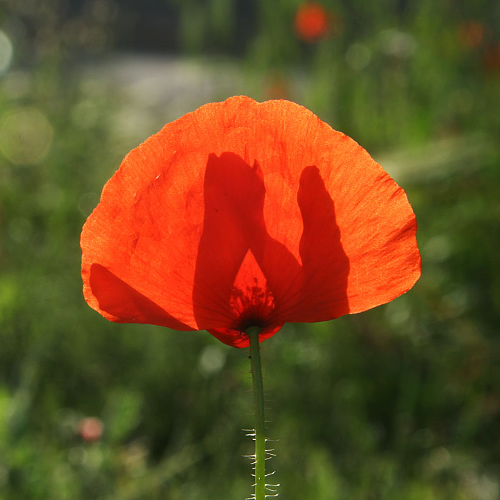 Rouge Coquelicot