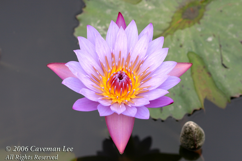 Lotus in Wetland Park