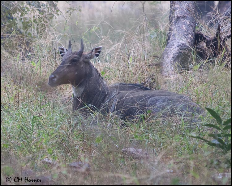 4799 Nilgai male