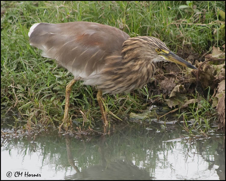 4885 Indian Pond-Heron.jpg