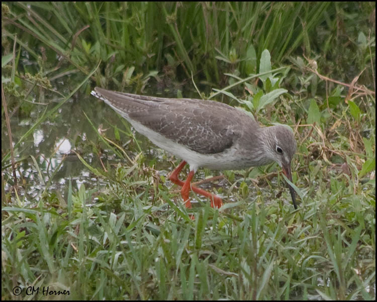 4889 Spotted Redshank.jpg