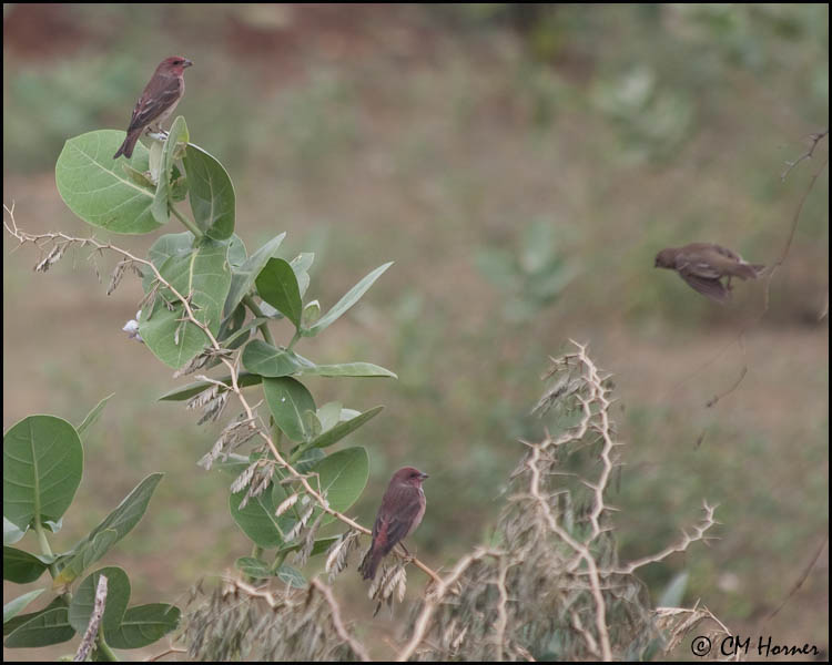4933 Common Rosefinches.jpg