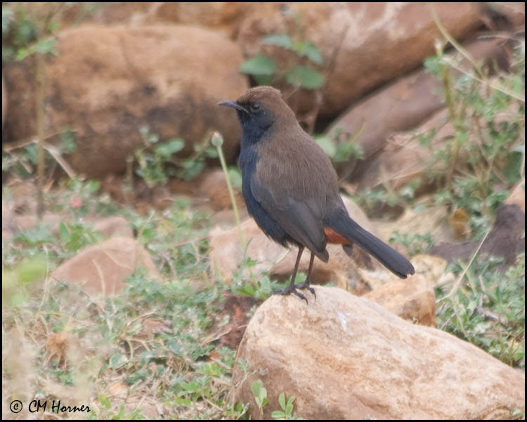 4951 Indian Robin.jpg