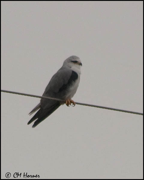 4996 Black-shouldered Kite.jpg