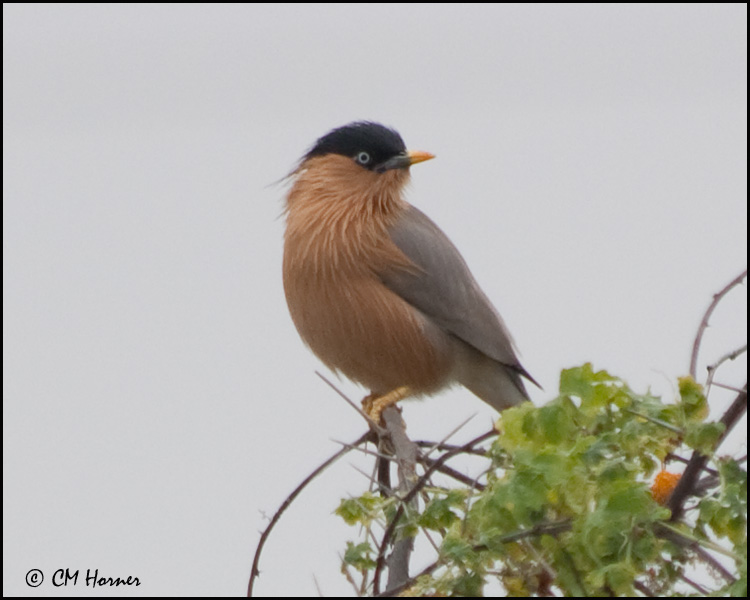 5057 Brahminy Starling.jpg