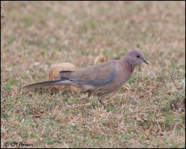 5118 Laughing Dove.jpg