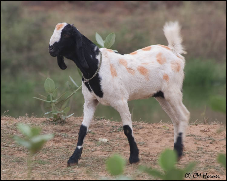 5171 Goat.jpg