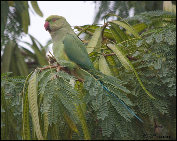 5196 Rose-ringed Parakeet.jpg