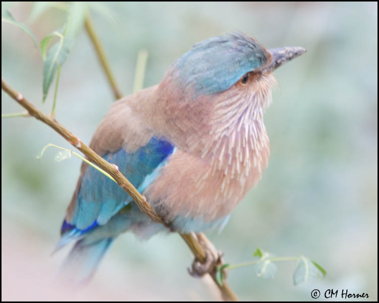 5242 Indian Roller.jpg