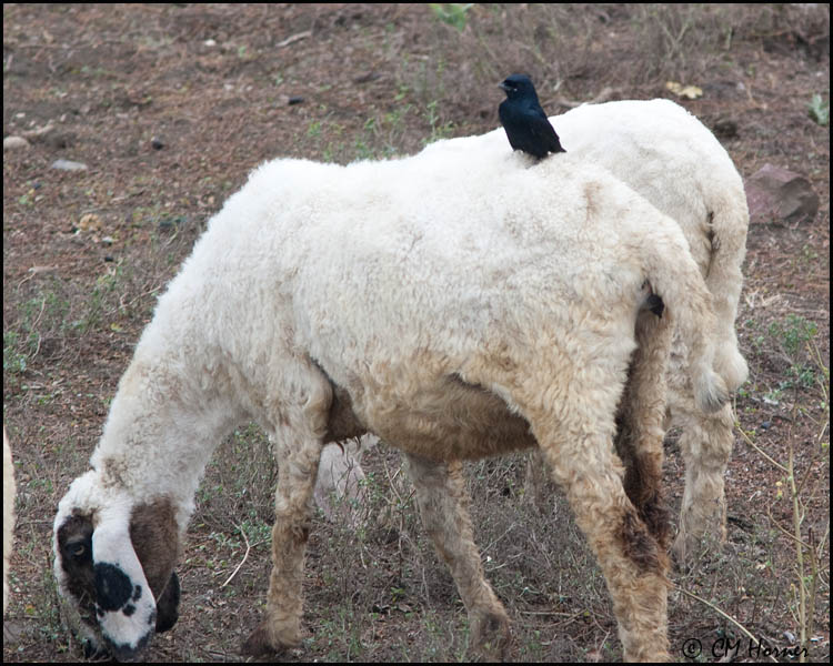 5244 Black Drongo on sheep.jpg