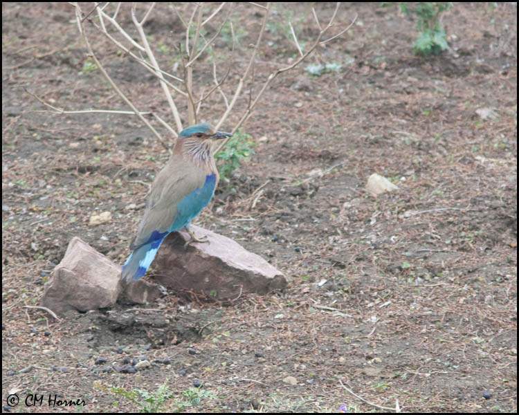 5248 Indian Roller.jpg