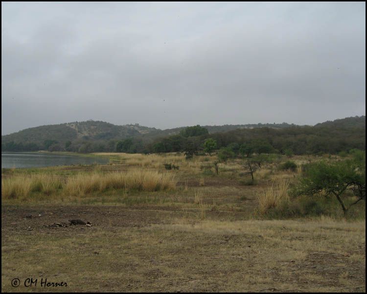 3996 Ranthambore NP.jpg
