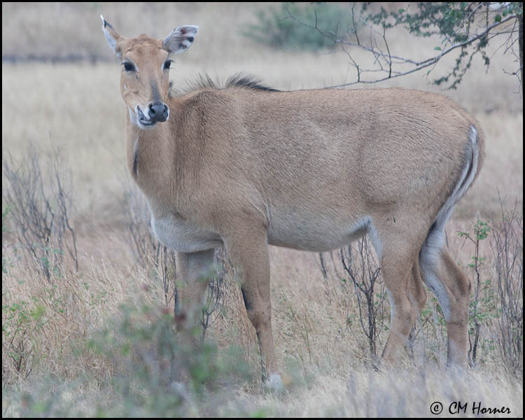 5282 Nilgai female.jpg