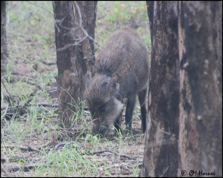 5295 Indian Wild Boar wearing radio collar.jpg