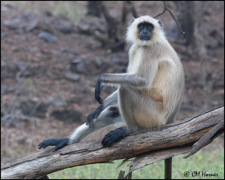 5308 Hanuman Langur.jpg