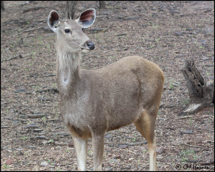 5309 Sambar Deer.jpg