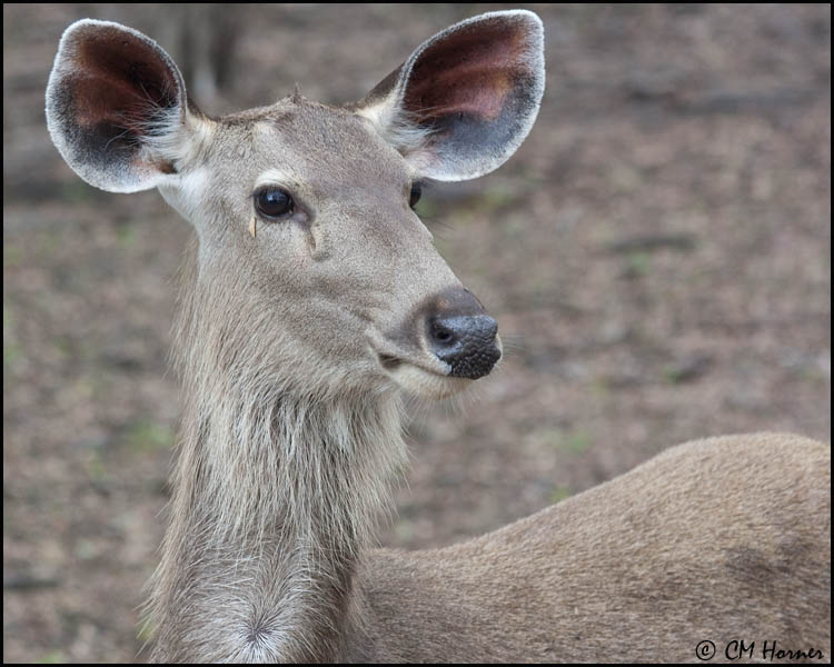 5310 Sambar Deer.jpg