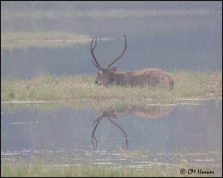5319 Sambar Buck.jpg