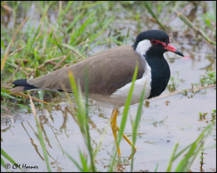 5326 Red-wattled Lapwing.jpg