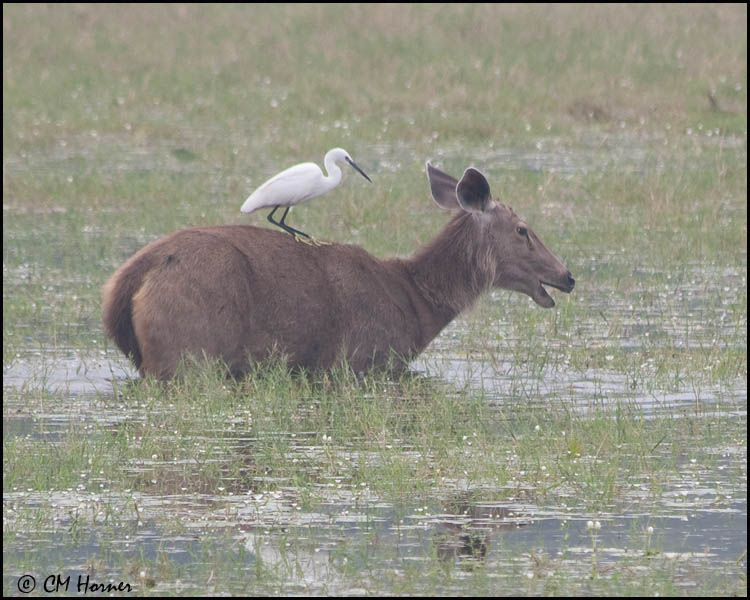 5331 Sambar Deer and Little Egret.jpg