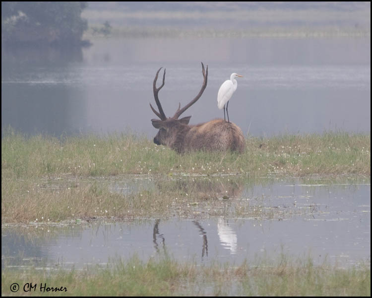 5336 Sambar and Great Egret.jpg