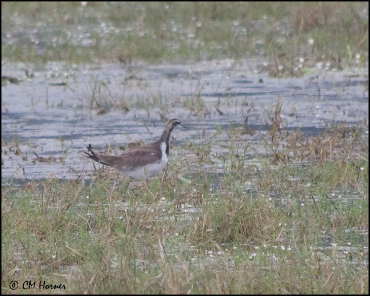 5352 Pheasant-tailed Jacana.jpg