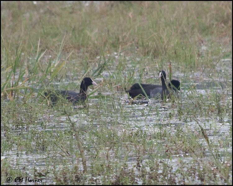 5358 Eurasian Coot.jpg