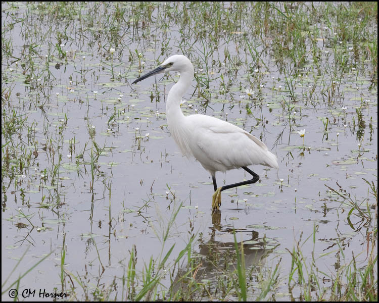 5378 Little Egret.jpg