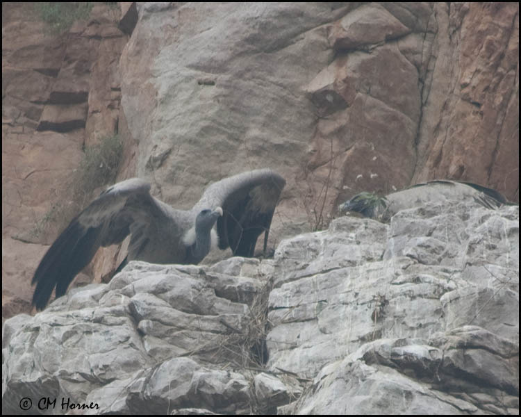 5474 Indian Vultures at nest.jpg