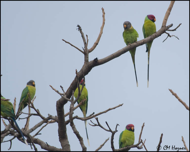 5476 Plum-headed Parakeets.jpg