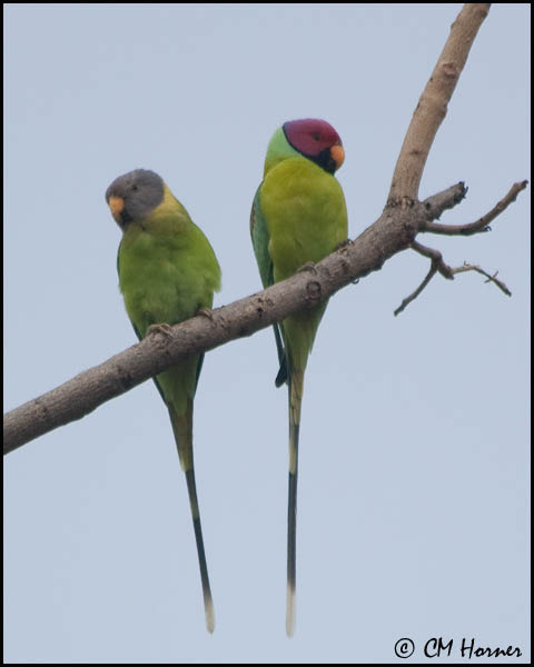 5477 Plum-headed Parakeets.jpg