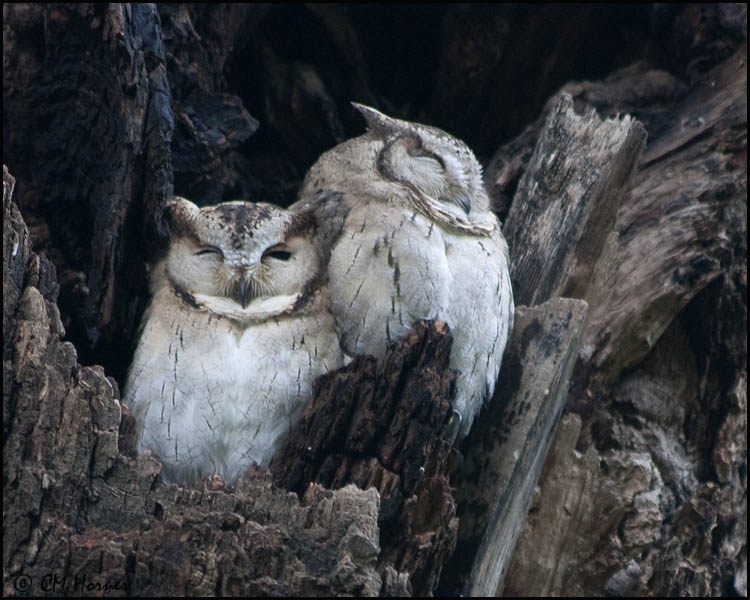 5484 Collared Scops-Owls.jpg