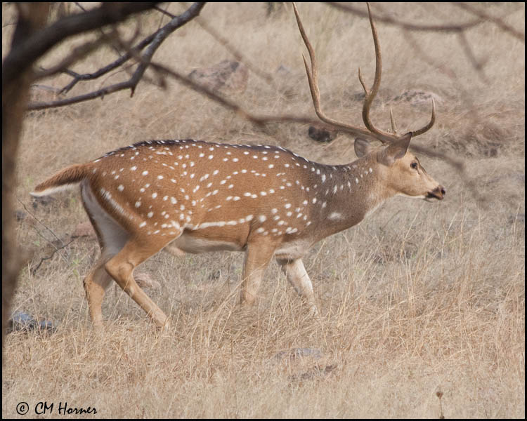 5539 Spotted Deer.jpg