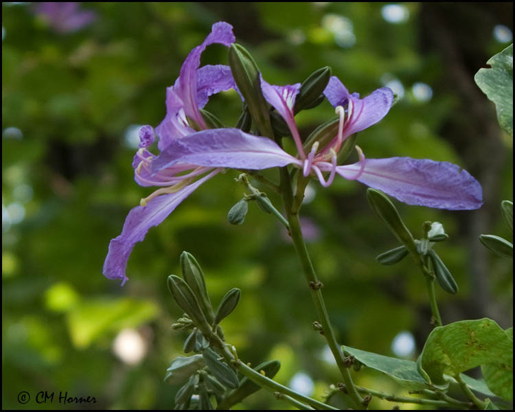 6062 Flowering tree id.jpg