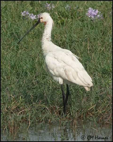 6124 Eurasian Spoonbill.jpg