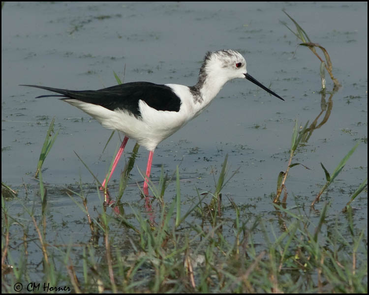 6165 Black-winged Stilt.jpg