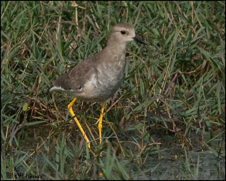 6172 White-tailed Lapwing.jpg