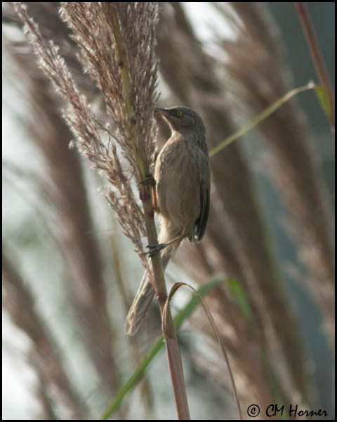 6195 Striated Babbler.jpg