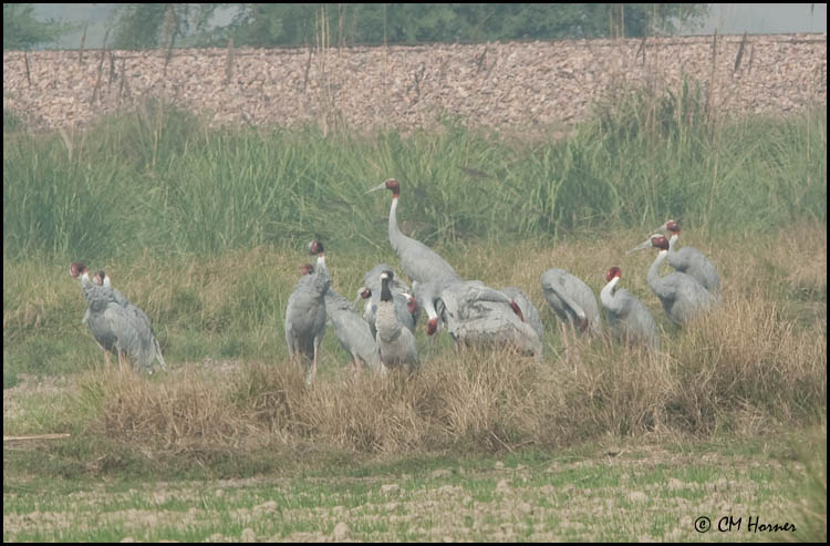 6214 Sarus Cranes and Common Crane.jpg