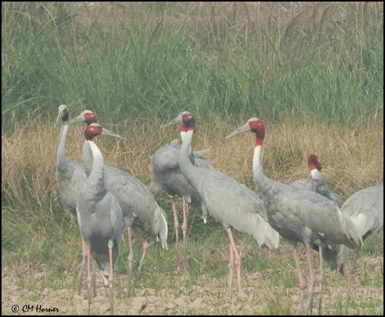 6218 Sarus Cranes.jpg