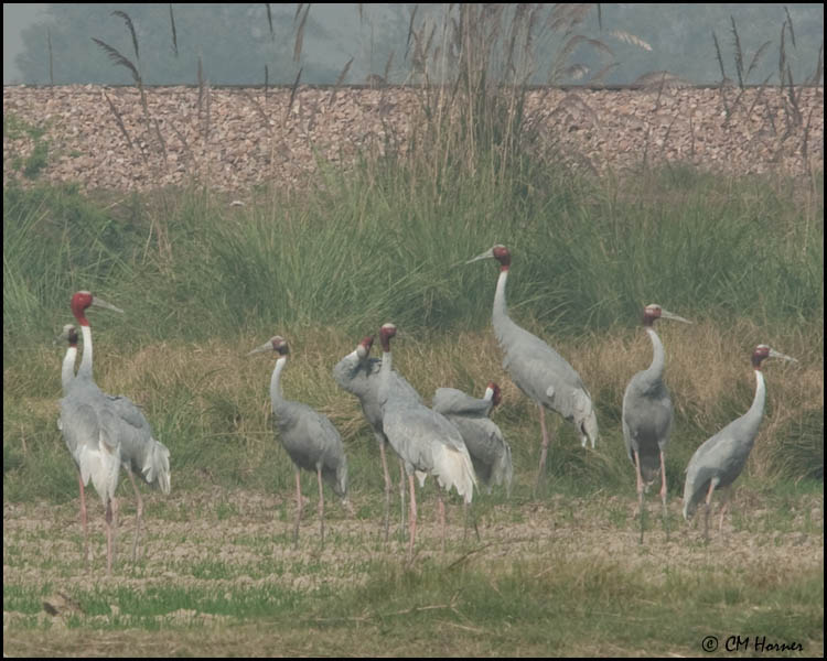 6231 Sarus Cranes.jpg