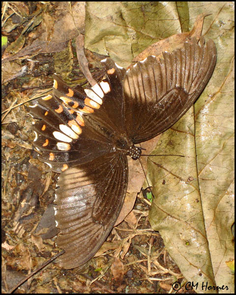 4036 Common Mormon female?