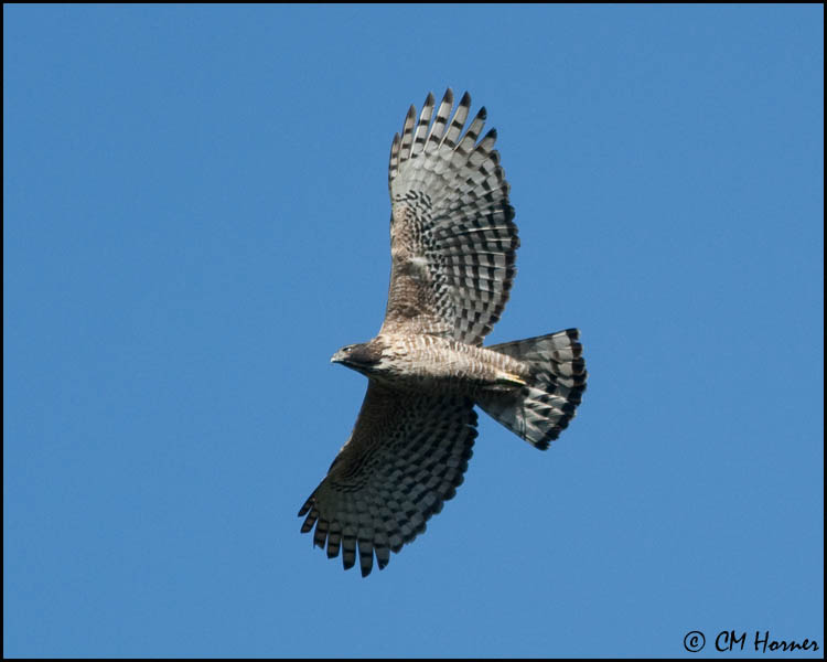 6361 Mountain Hawk-Eagle.jpg