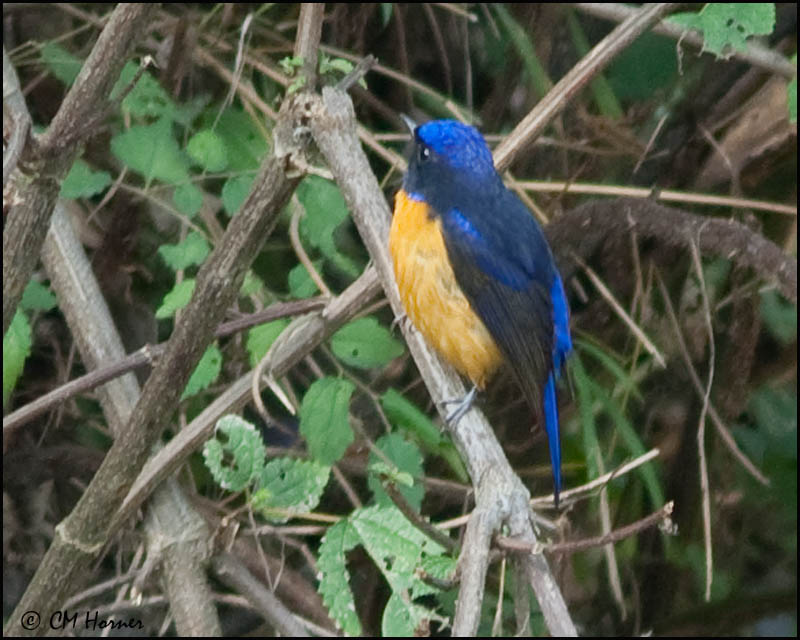 6438 Rufous-bellied Niltava.jpg