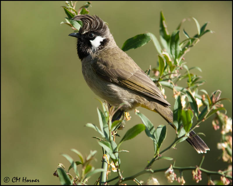 6548 White-cheeked Bulbul.jpg