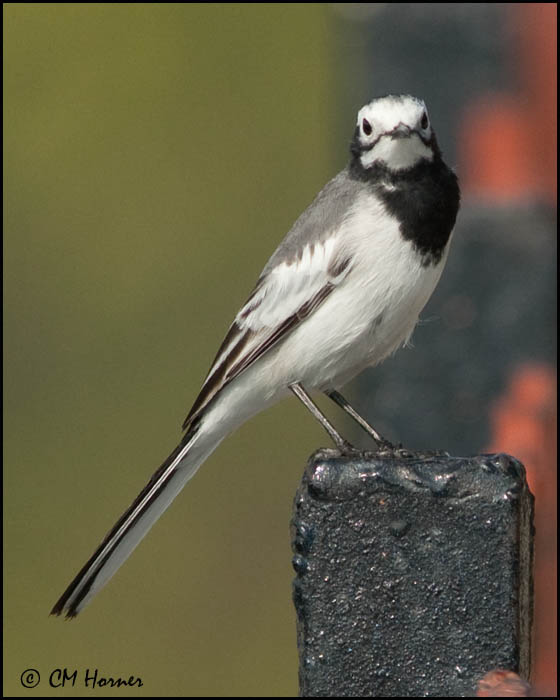 6612 White Wagtail.jpg