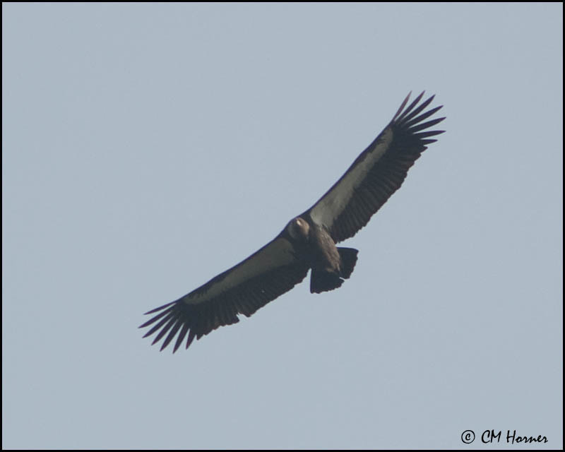6649 White-rumped Vulture adult.jpg